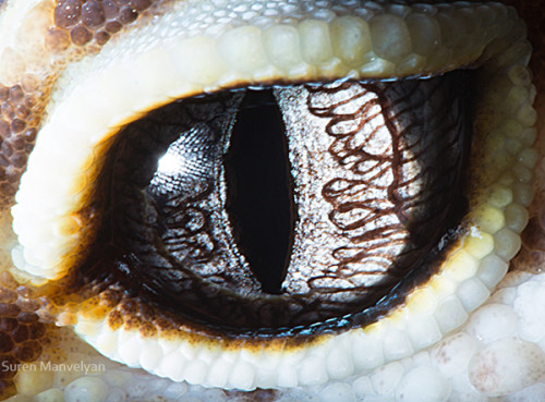 animal_eyes_2_01
