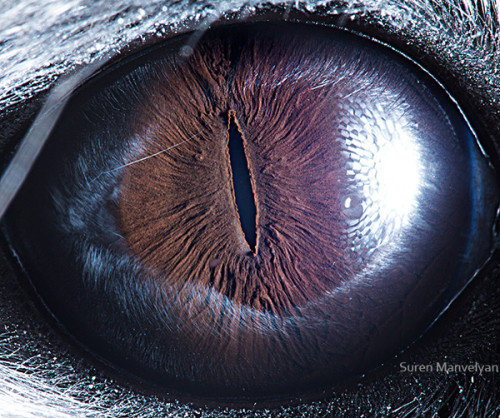 animal_eyes_2_02