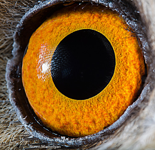 animal_eyes_2_03