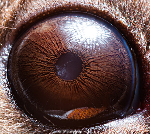 animal_eyes_2_05