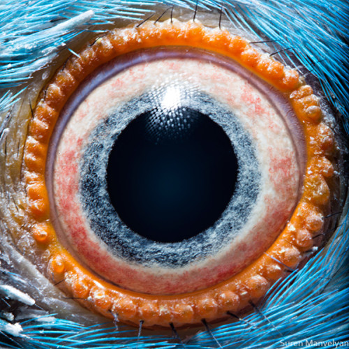 animal_eyes_2_06