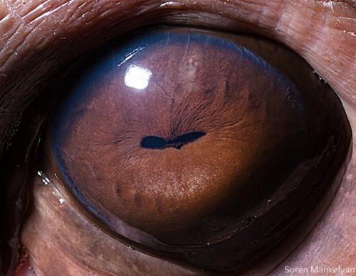 animal_eyes_2_07