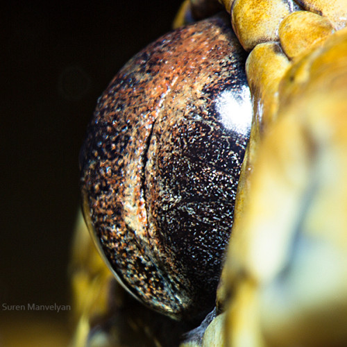 animal_eyes_2_08