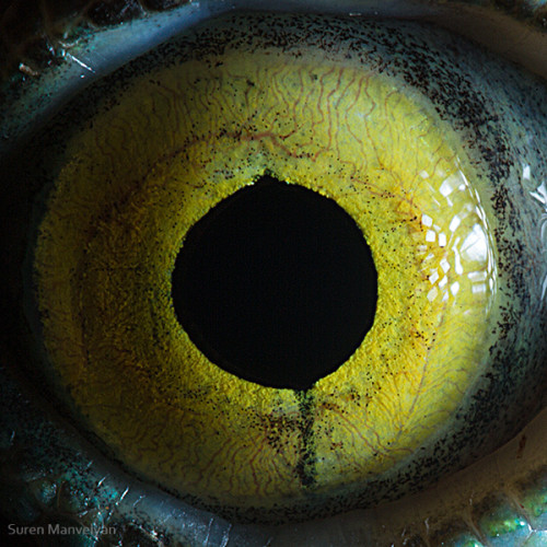 animal_eyes_2_09