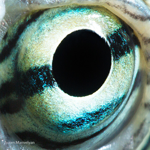 animal_eyes_2_10