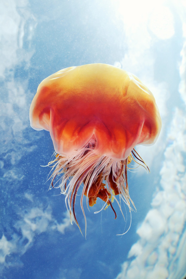 jellies_in_the_sky_2