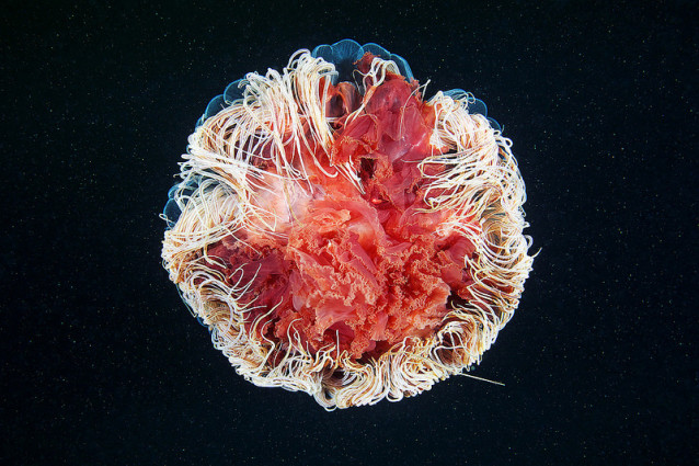 jellies_in_the_sky_6