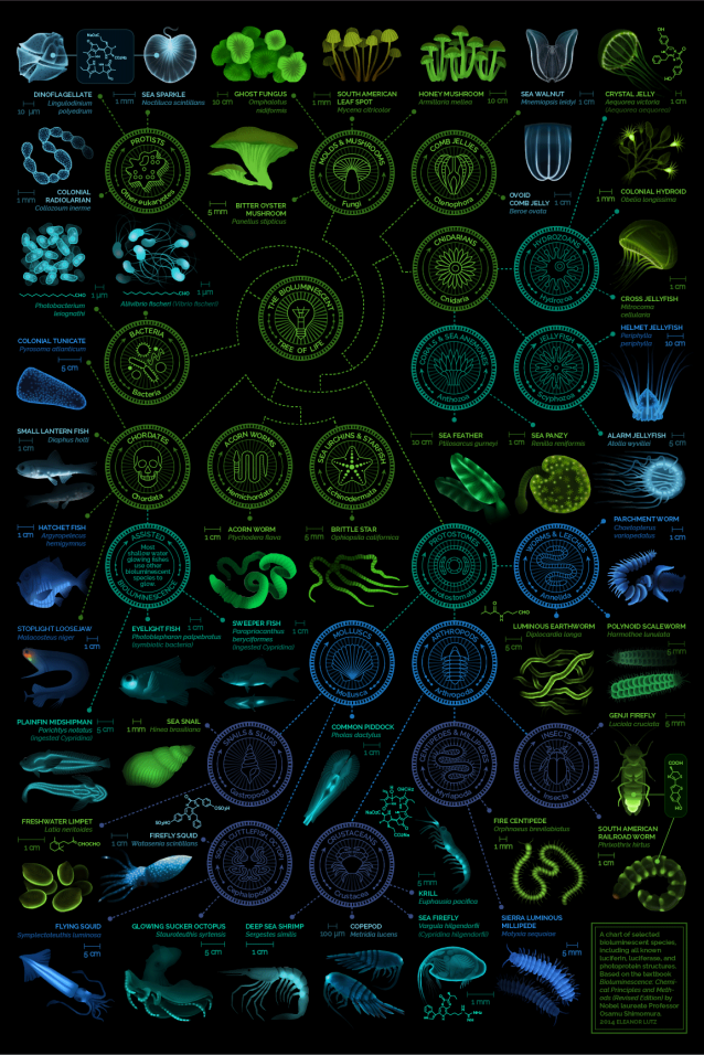 glowychart