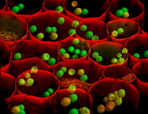 Nikon Small World Competition 2008 - 3rd Place Nikon Small World Competition 2008 - 3rd Place