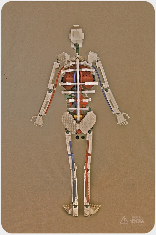 Human Anatomy in LEGO | Onelargeprawn