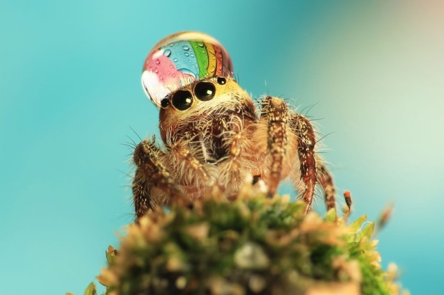 uda_dennie_spider_hat_01