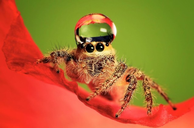 uda_dennie_spider_hat_02