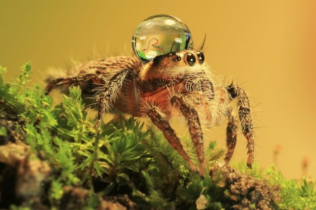 uda_dennie_spider_hat_03