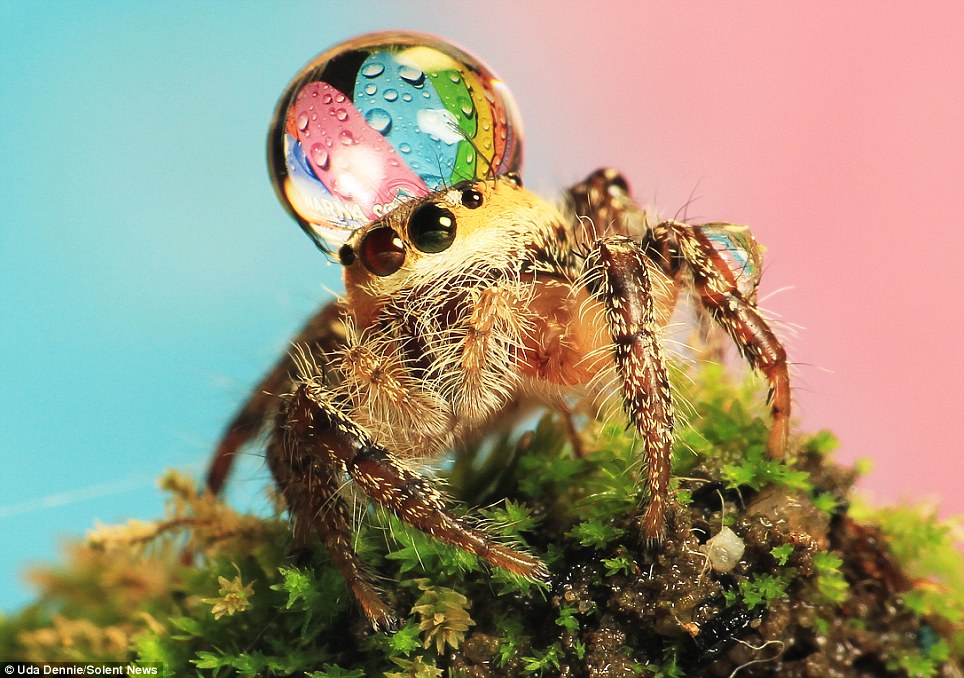 Jumping Spiders Wearing Water Droplets As Hats Onelargeprawn