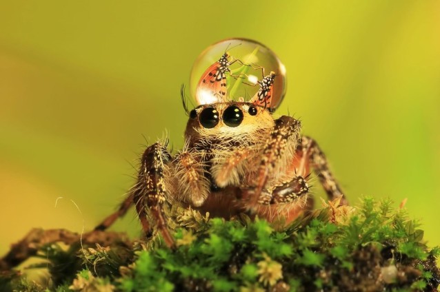 uda_dennie_spider_hat_05