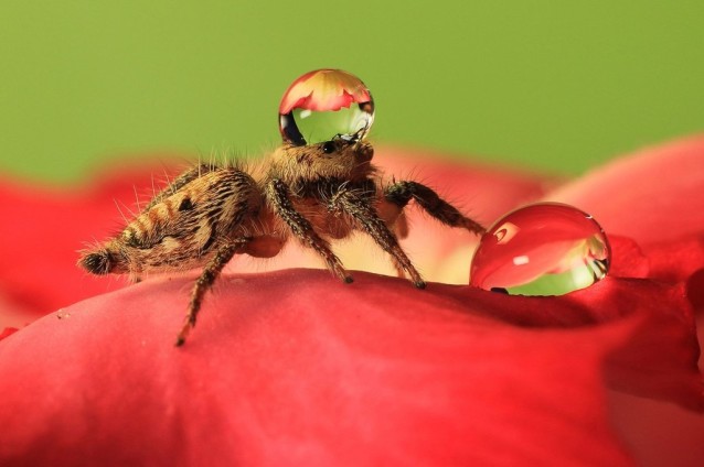 uda_dennie_spider_hat_06
