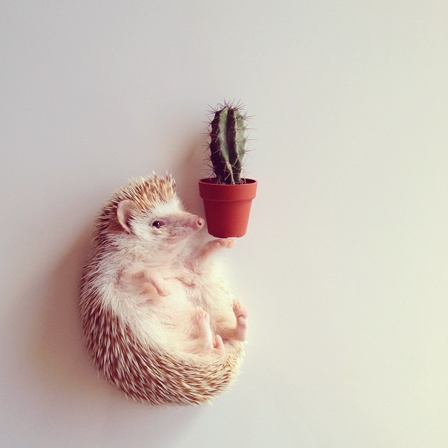 Say Hello To Darcy The Cutest Hedgehog In The World Onelargeprawn